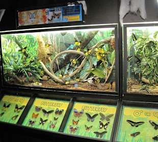 Butterfly exhibits