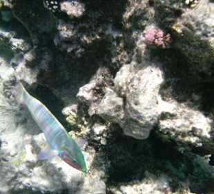 Hausriff des Makadi Palace