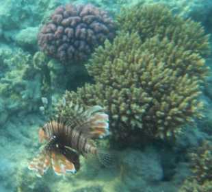 Hausriff Arabia Azur