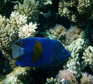 Schöne Unterwasserwelt