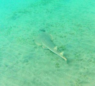 Geigen (Gitarren) - Rochen