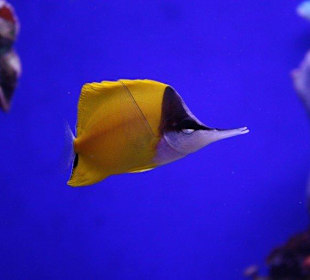 Pö dann fotografier mich doch