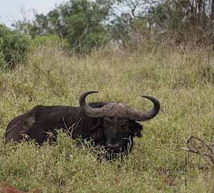 Game Drive