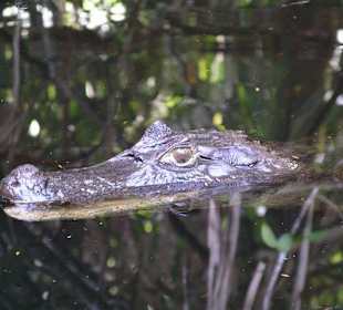 Tortuguero Nationalpark