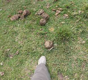Knynsa Elephant Park