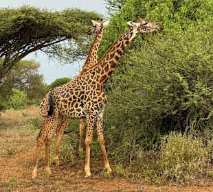 Giraffen