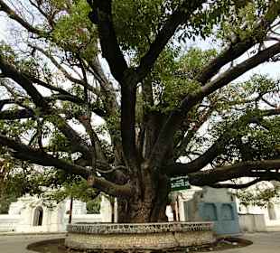 Uralter Baum im Eingangsbereich