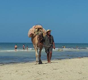 Der Mann und das Kamel.. 