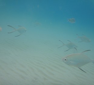 Ganz toller Meereseinstieg am Perhentian Island Resort