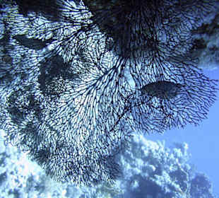 Nurkowanie w Sharm el Sheikh - podwodne życie