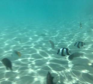 Schnorcheln Makadi Bay