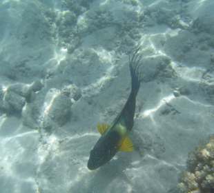 Unterwasseraufnahme Fischschwarm!