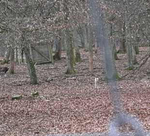Wildpark Eichert