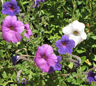 Blumen auf dem Kirchengelände