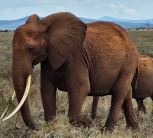 Tsavo East / Elefantenkuh