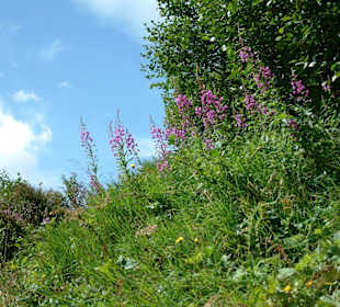 Blumenwiese