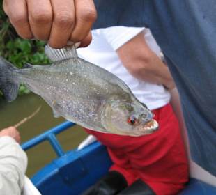 Pirania ( Ausflug Oronico Delta)