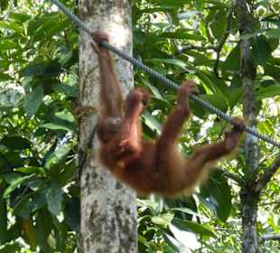 Die Tiere leben hier völlig frei