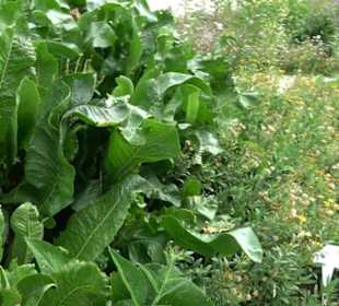 ALB-GOLD Naturgarten