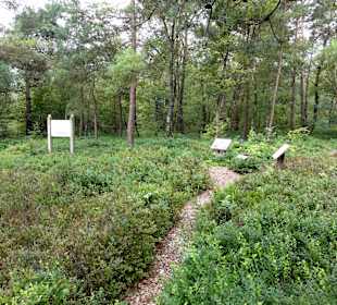 Auf dem Moorerlebnispfad