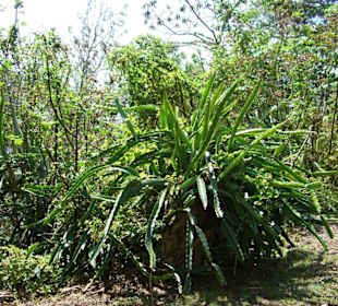 Unbekannte Vegetation