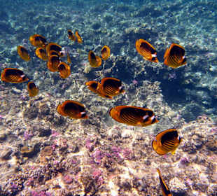 Am Aussenriff Richtung Resta Reef