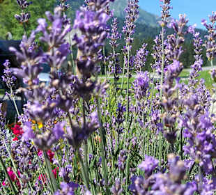 Wandern Sibratsgfäll