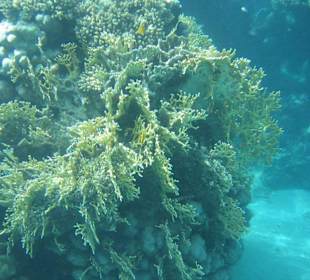 Utopia Beach Hausriff