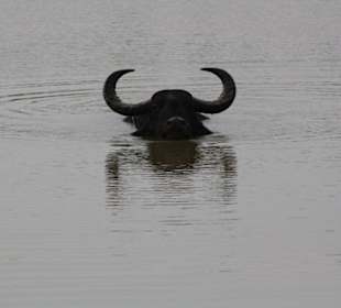 Safari im Yala Nationalpark