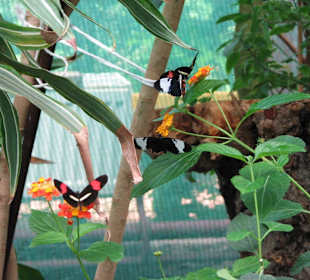 Сад бабочек