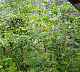 Poring Hot Springs - Schmetterlingsgarten