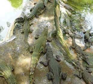 Viele junge Krokodile