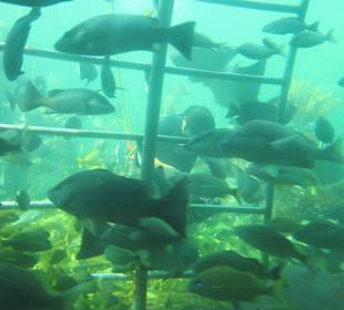 Fütterung der Aquarium-Fische
