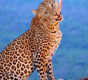 Tsavo West Ngulia Lodge