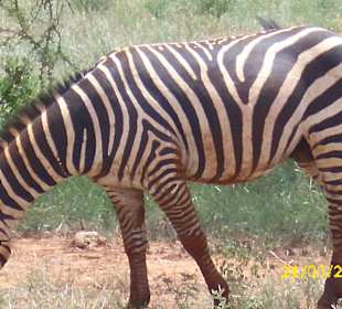 Zebra