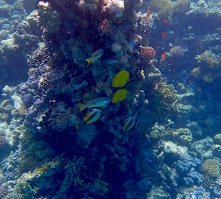 Schnorcheln Makadi Bay