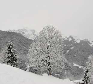 On path to Wengen