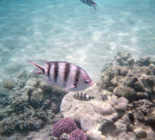 Korallen und Fische