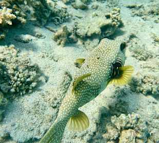 Schnorcheln Marsa Alam