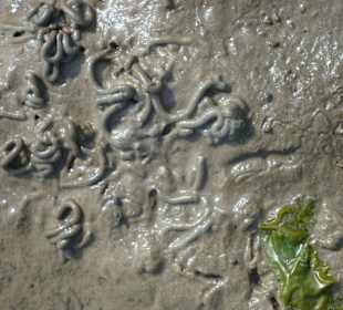 Ausscheidungen des Wattwurms = gereinigter Sand
