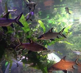  Lego X-Treme - Legoland Atlantis by SEA LIFE