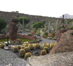 1500 rodzajow kaktusow