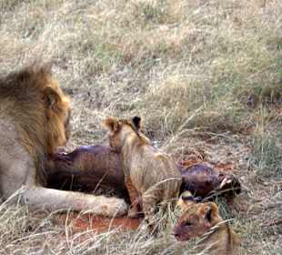 Mahlzeit 2 - Tsavo Ost