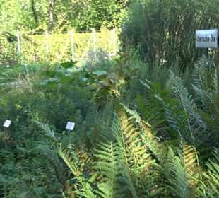 Botanischer Garten München