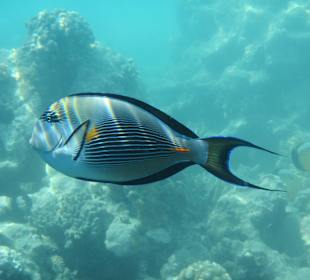 Hausriff Arabia Azur Resort