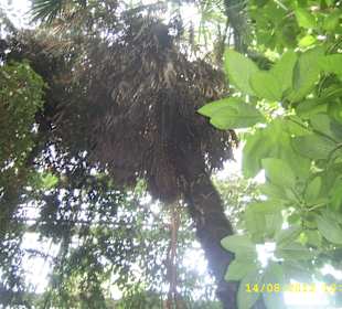 Palmiarnia w Poznaniu.