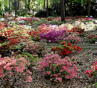 Spaziergang durch den Rhododendronpark im Mai