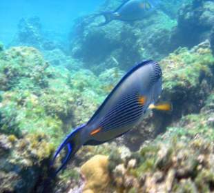 Tauchen im Roten Meer mit JDC