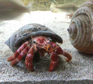 Old Town Aquarium, Rhodos