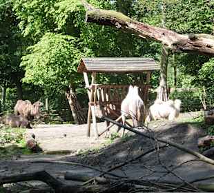 Kamele 